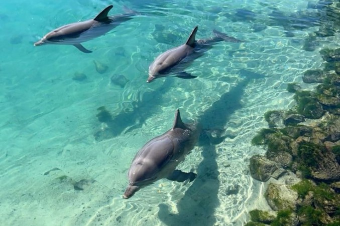 Dolphins in the open sea