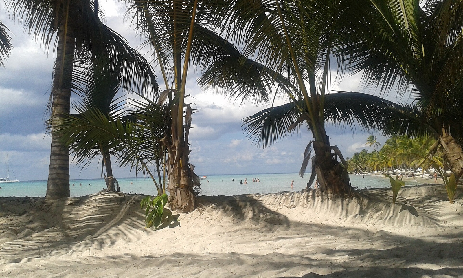 Palm grove on Isla Saona