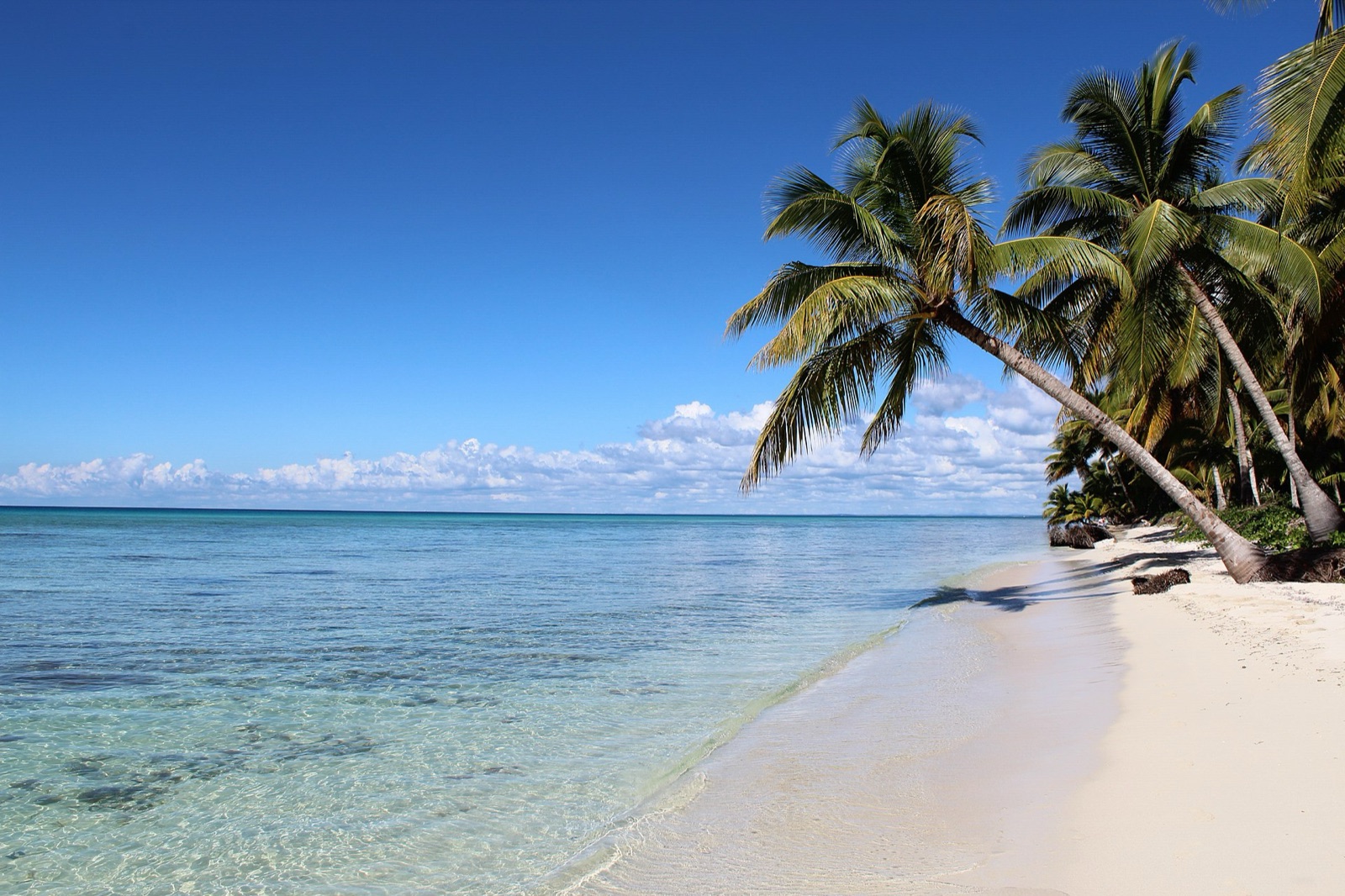Isla Saona white-sand palm beach